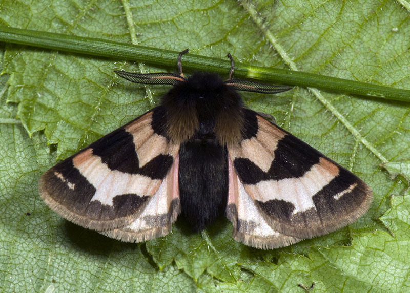 Watsonarctia deserta, Erebidae Arctiinae, ♂